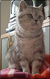 tabby