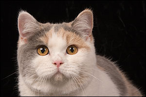BKH blue tortie white
